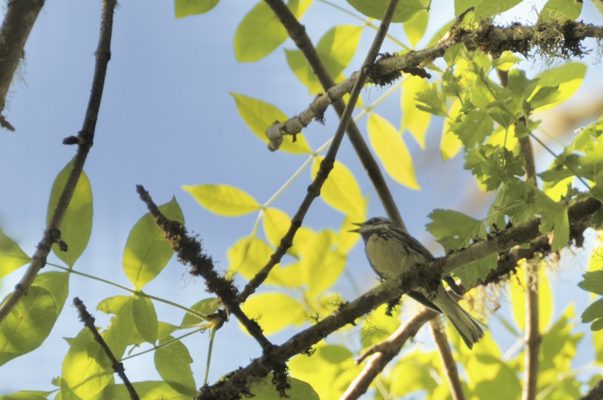 Black-throated Gray Warbler - Mason Benintendi