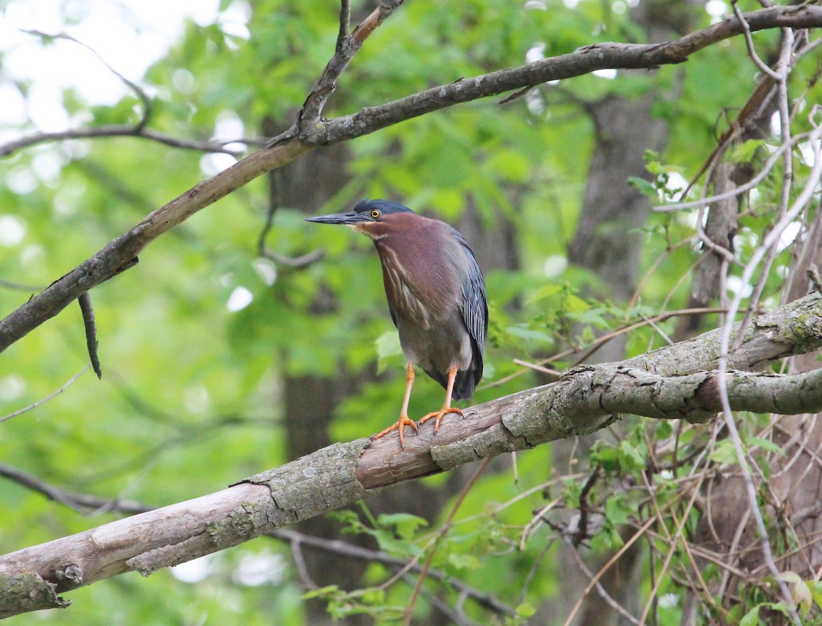 Green Heron - ML572198781