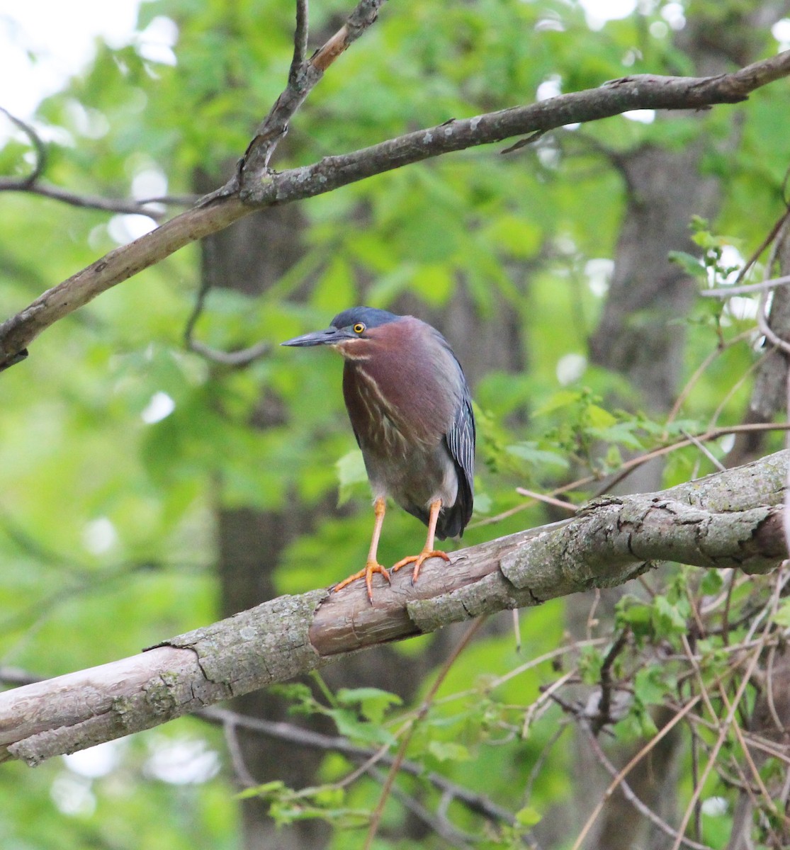 Green Heron - ML572199621