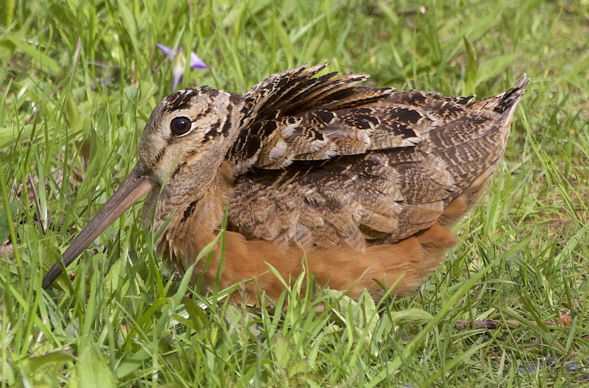 American Woodcock - ML572199791