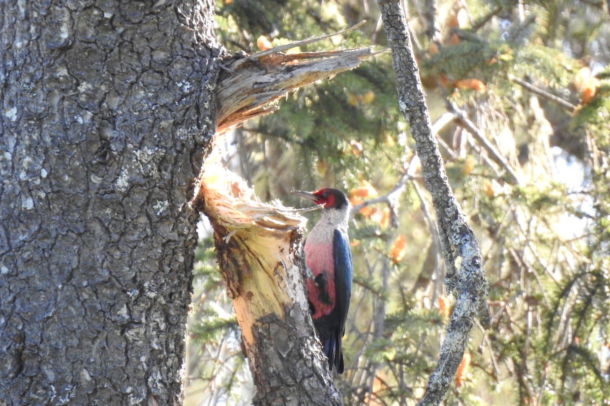 Lewis's Woodpecker - ML572201191