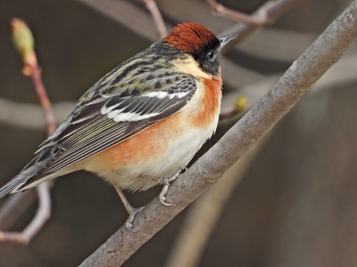 Bay-breasted Warbler - ML572202431