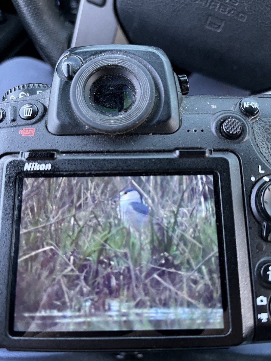 Black-crowned Night Heron - josh Ketry