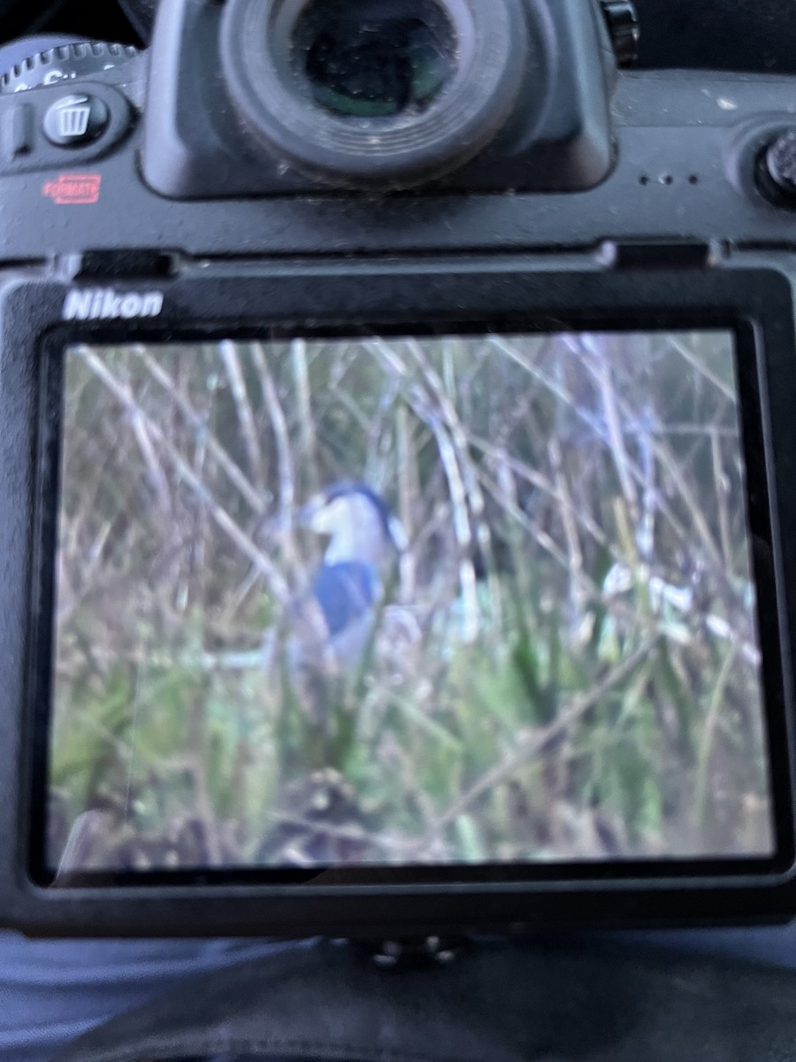 Black-crowned Night Heron - ML572202931