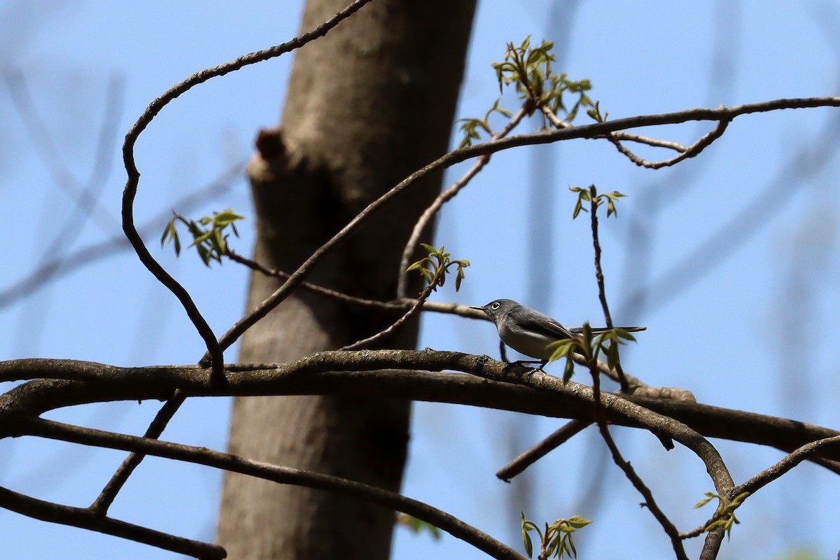 Blue-gray Gnatcatcher - Peter Wilson