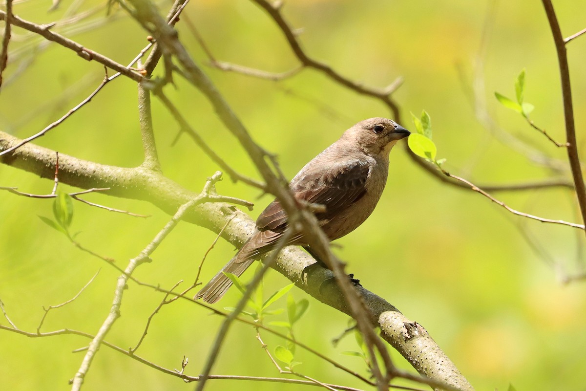 Brown-headed Cowbird - ML572203381