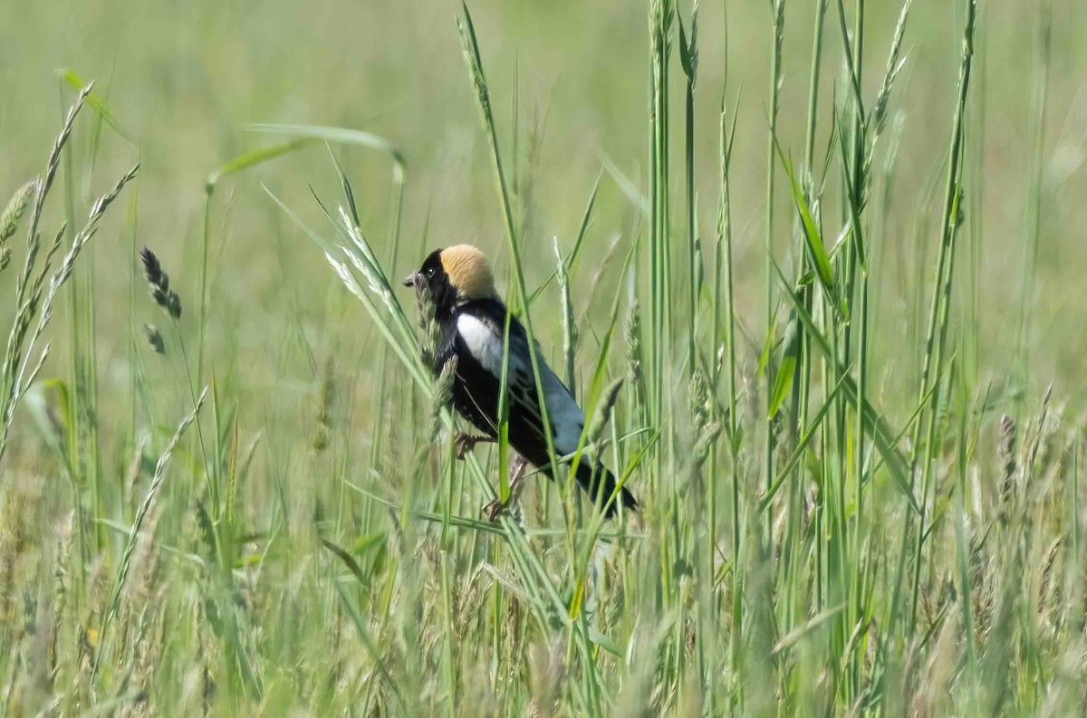 Bobolink - ML572204161