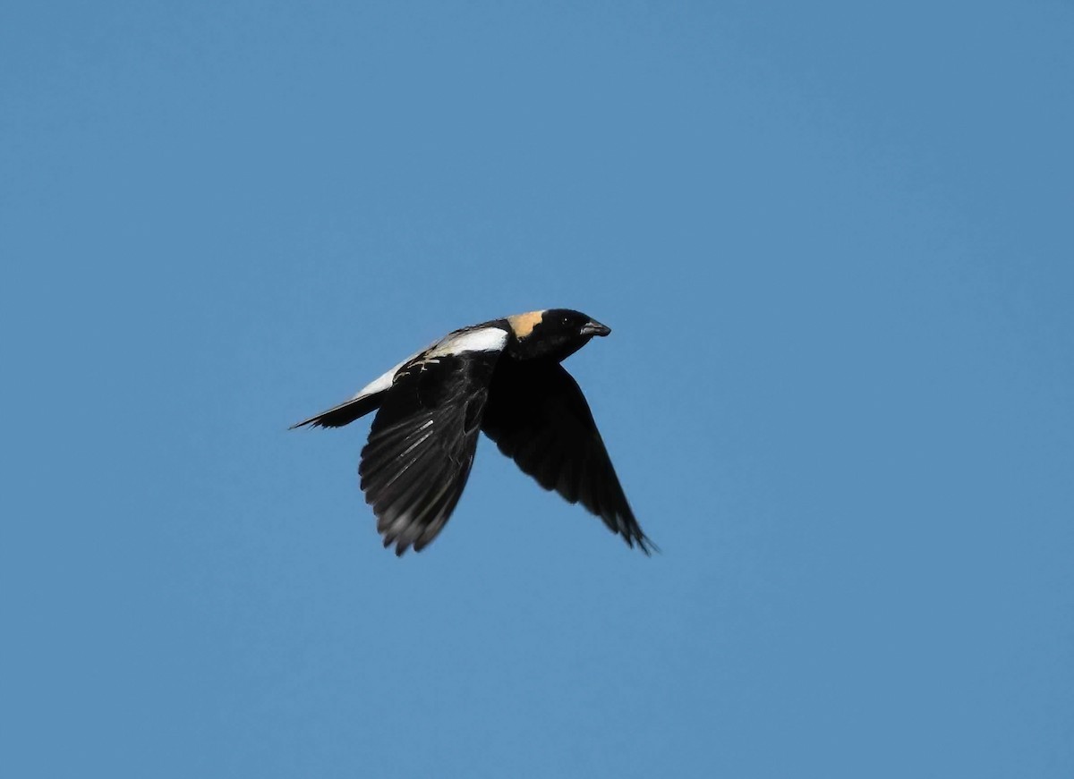 Bobolink - ML572204171