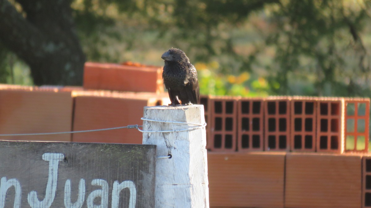 Smooth-billed Ani - ML572204521