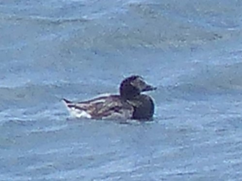 Long-tailed Duck - ML57220491