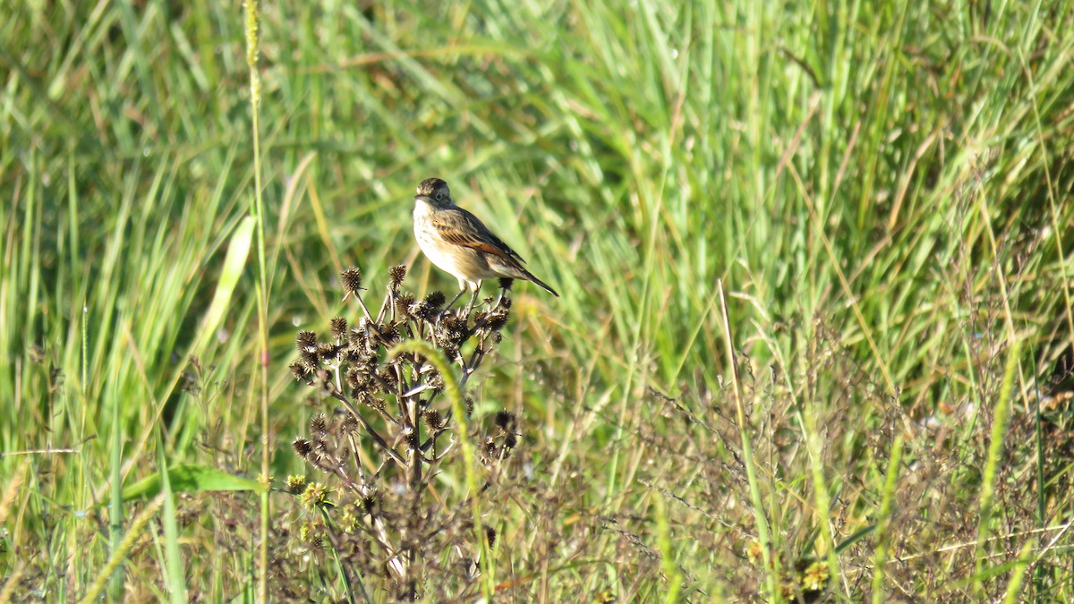 Spectacled Tyrant - ML572205161