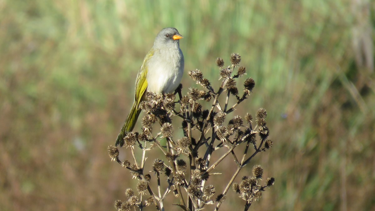 Great Pampa-Finch - Patricio Cowper Coles