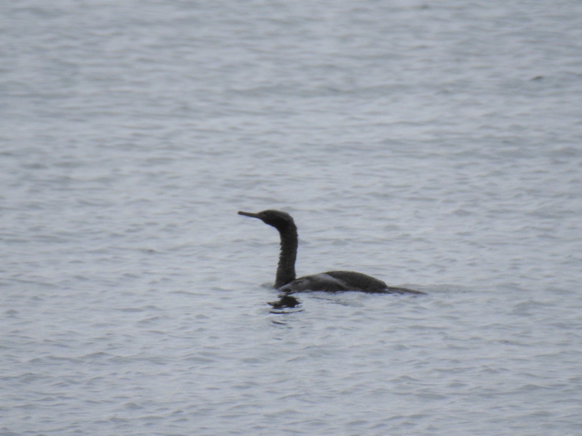 Pelagic Cormorant - Zena Casteel