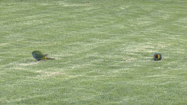 Red-capped Parrot - ML572205661