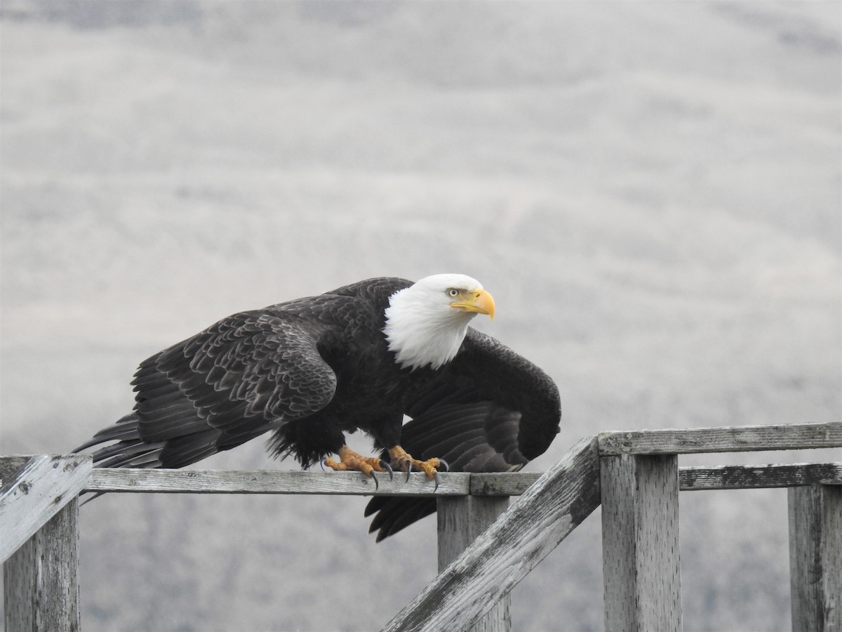 Weißkopf-Seeadler - ML572205881