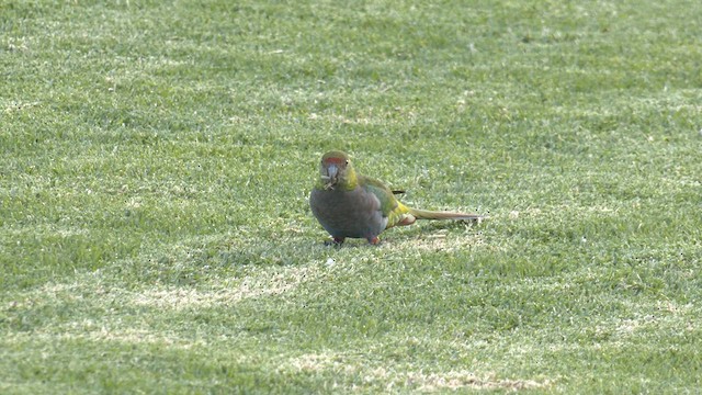 Red-capped Parrot - ML572206181