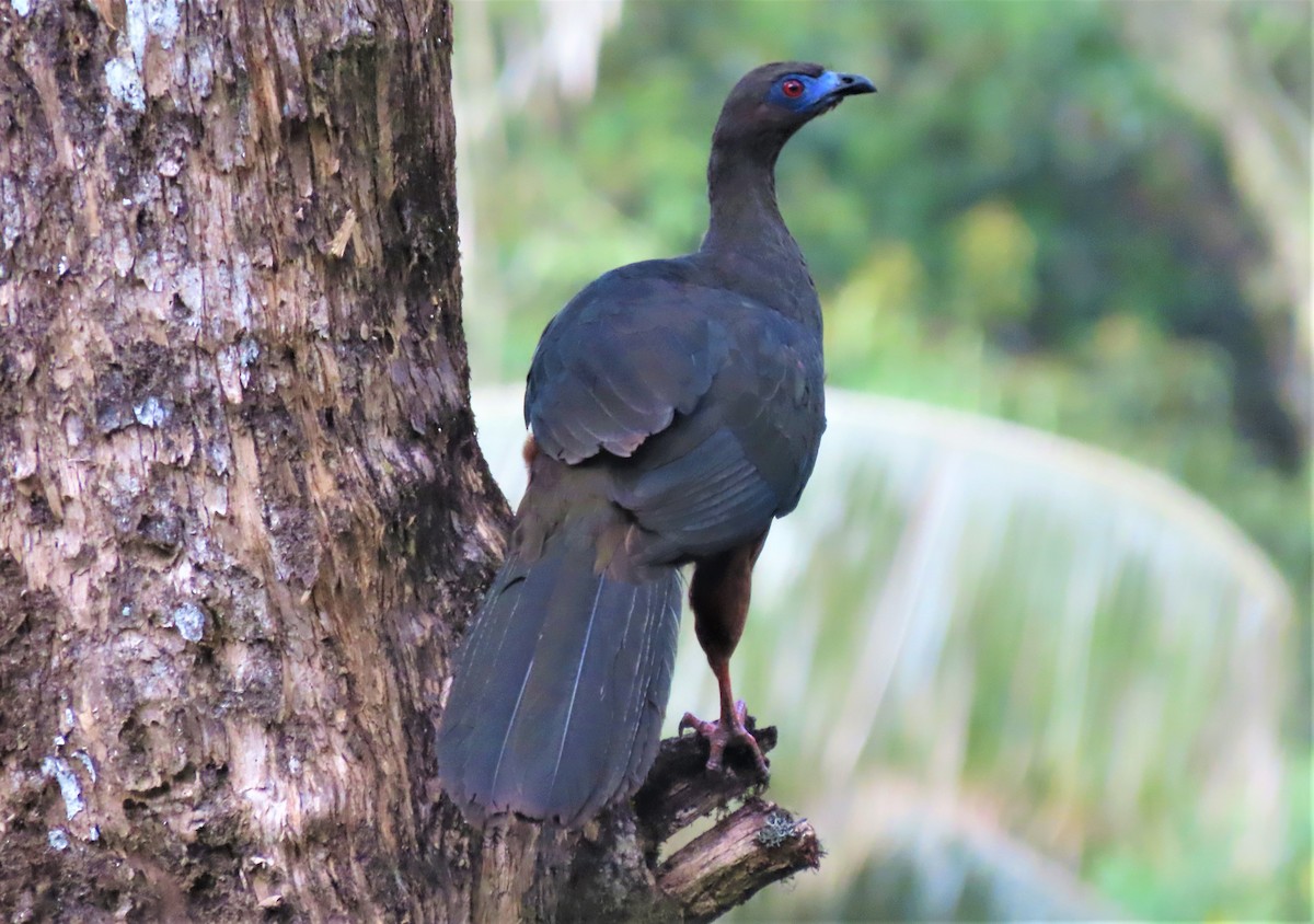 Sickle-winged Guan - ML572207221