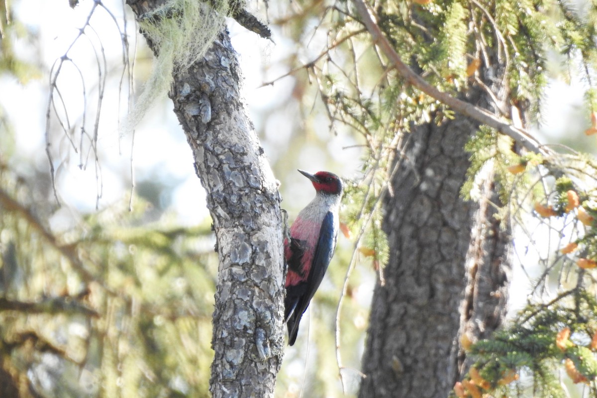 Lewis's Woodpecker - ML572207471