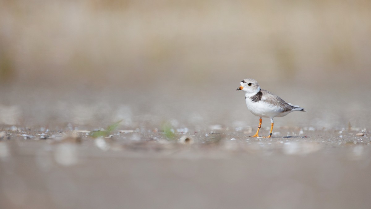 Piping Plover - Matt P