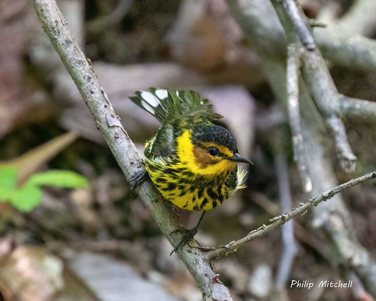 Cape May Warbler - Philip Mitchell