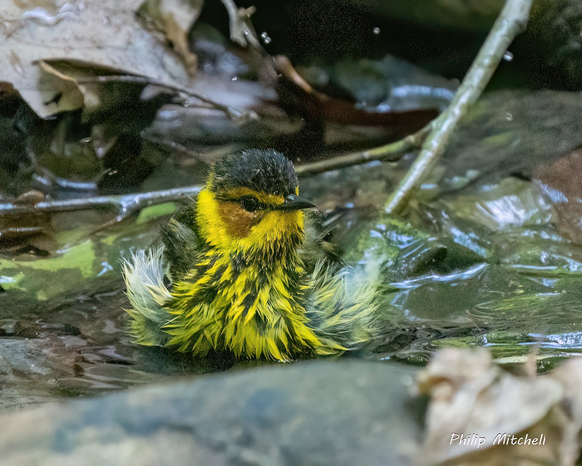 Cape May Warbler - Philip Mitchell