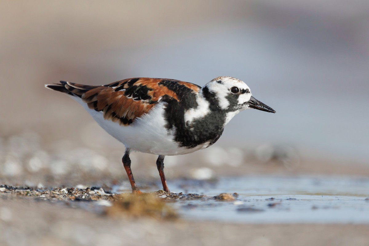 Ruddy Turnstone - ML572208051