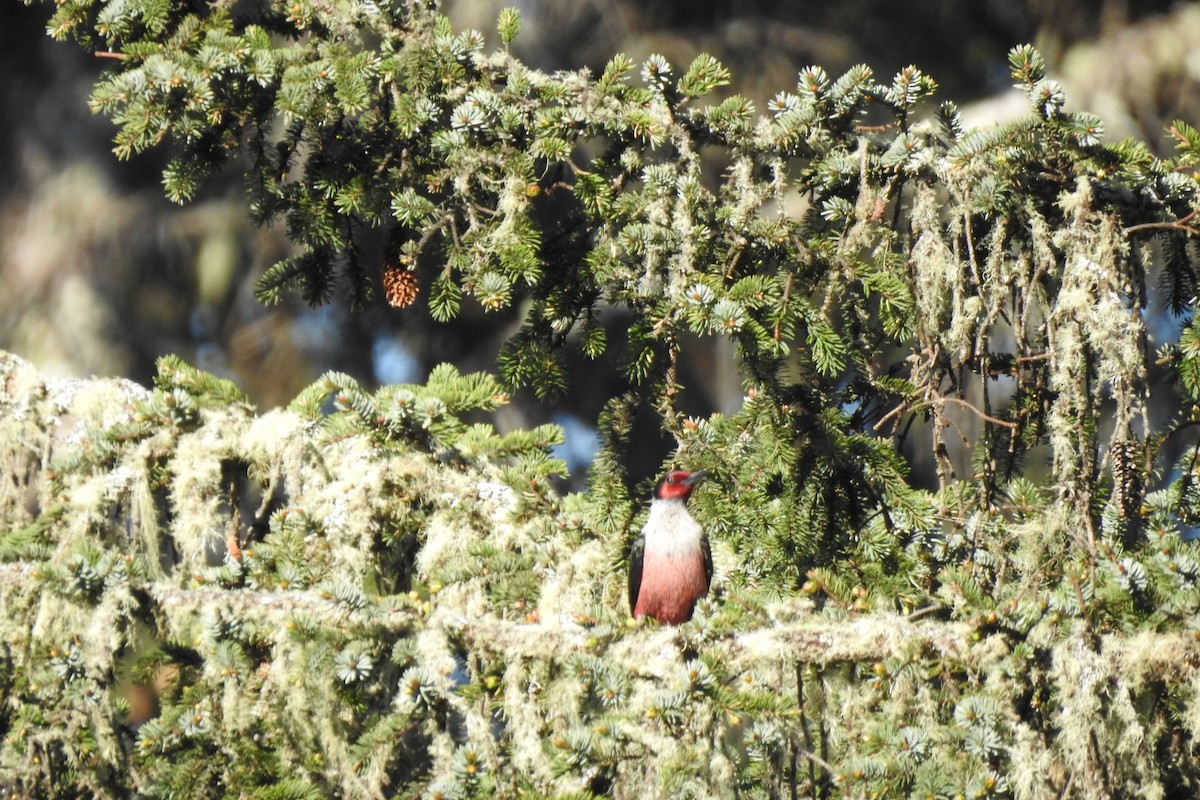 Lewis's Woodpecker - ML572208061