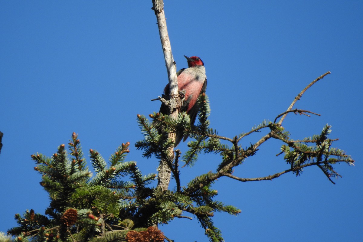 Lewis's Woodpecker - ML572208081