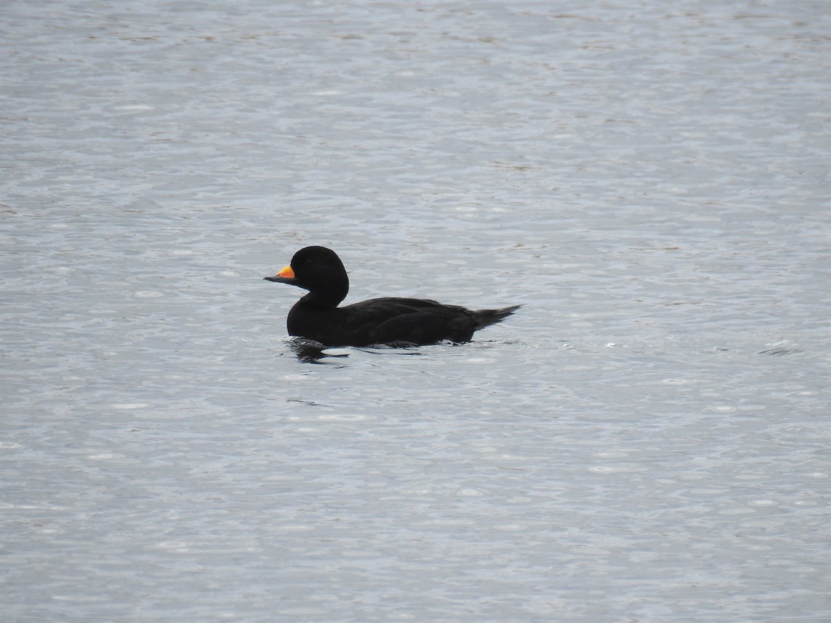 Black Scoter - ML572208531