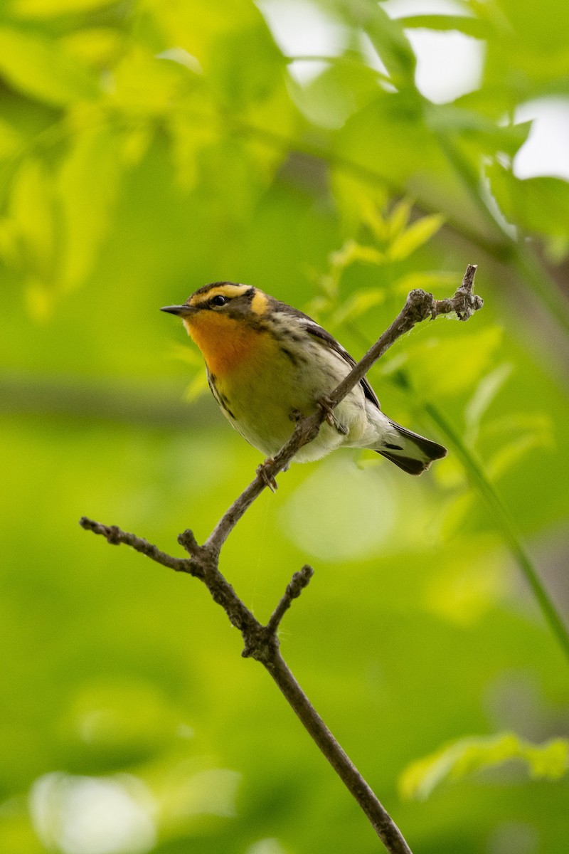 Blackburnian Warbler - Suzy Deese