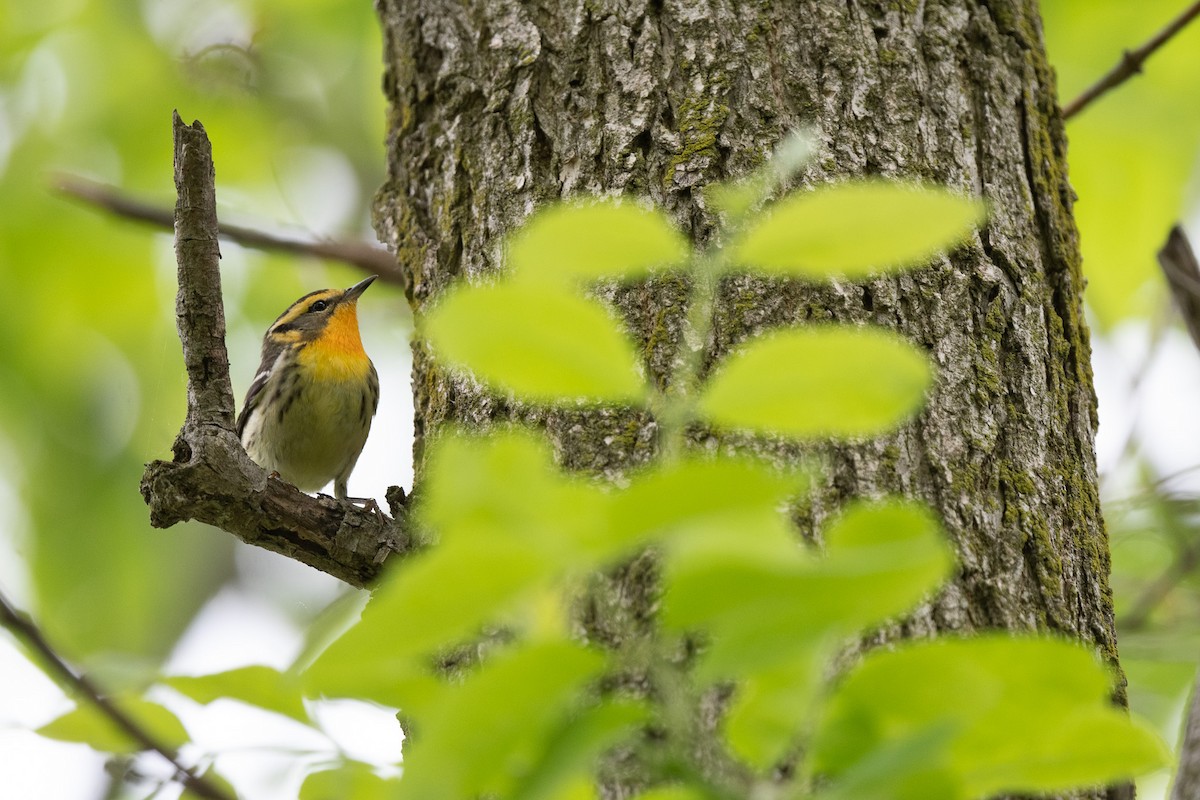 Blackburnian Warbler - Suzy Deese