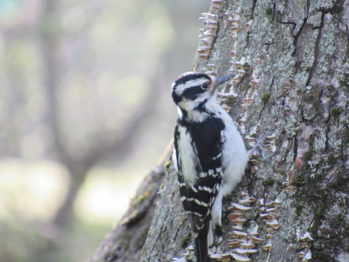 Hairy Woodpecker (Eastern) - ML572210101