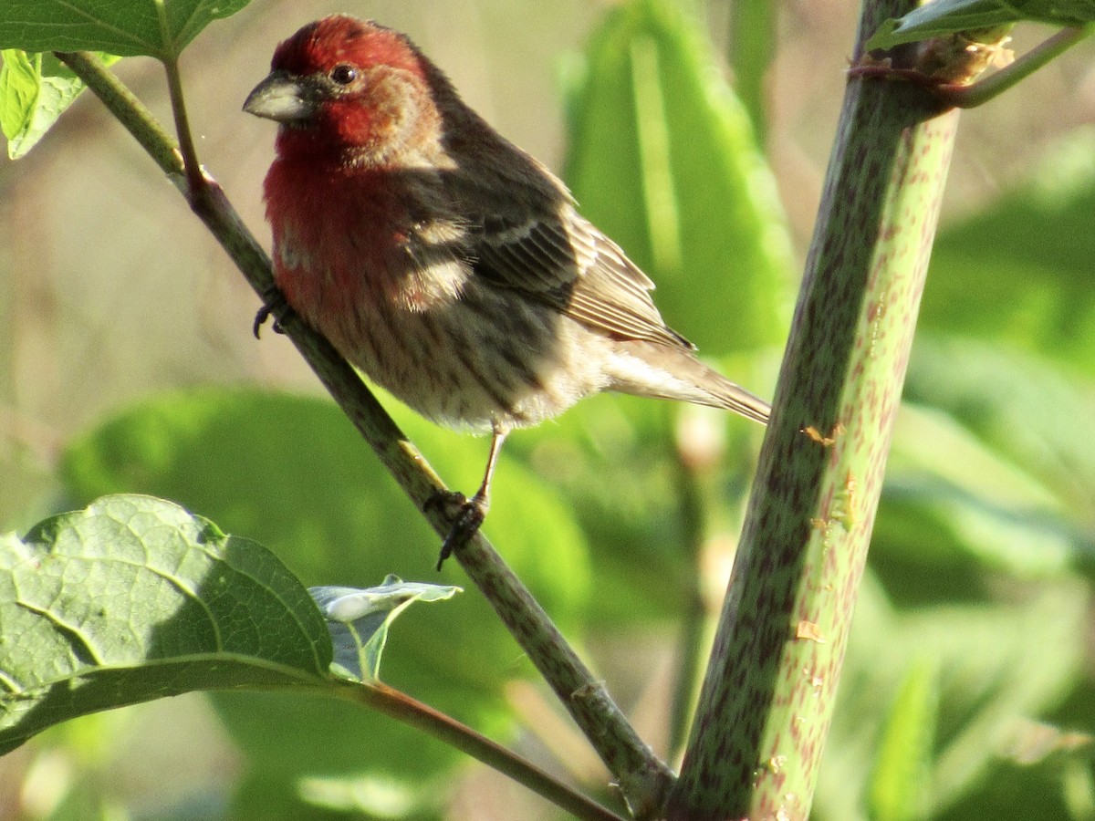 House Finch - ML572210811