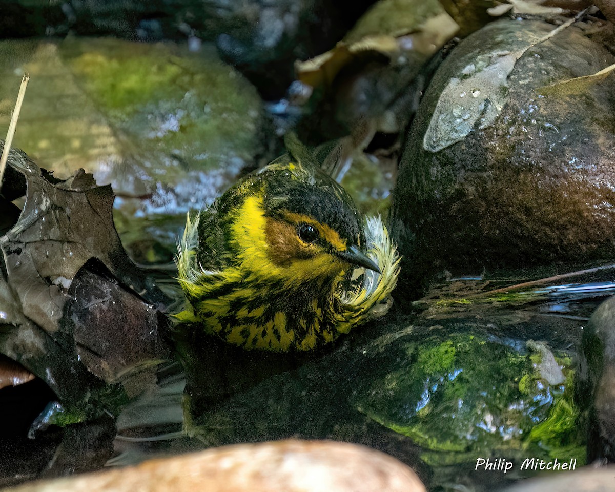 Cape May Warbler - Philip Mitchell