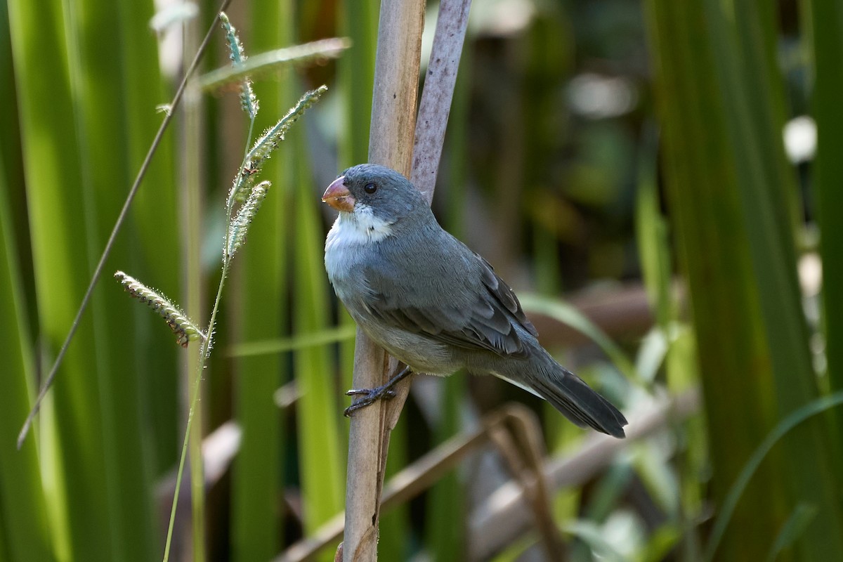 White-bellied Seedeater - ML572212121