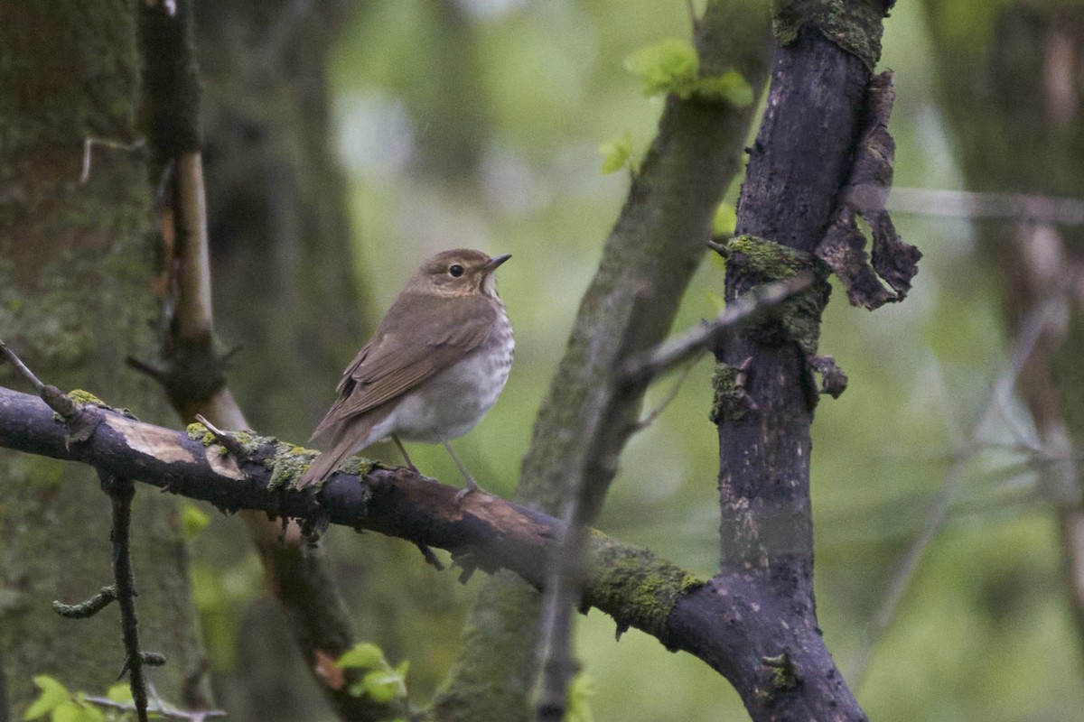 Swainson's Thrush - ML572212131