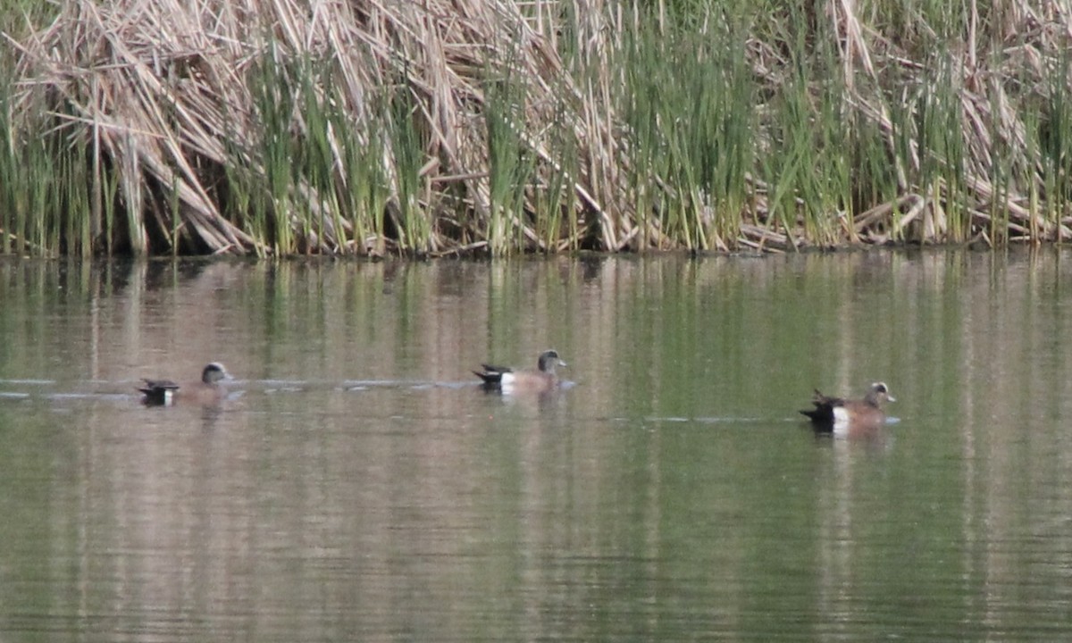 American Wigeon - ML572212281