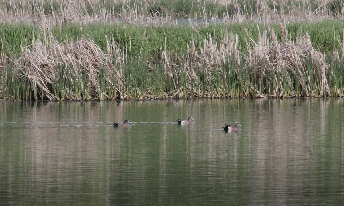 American Wigeon - ML572212291