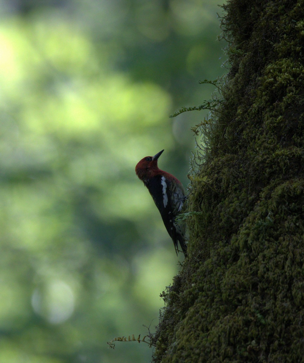 Red-breasted Sapsucker - ML572212691