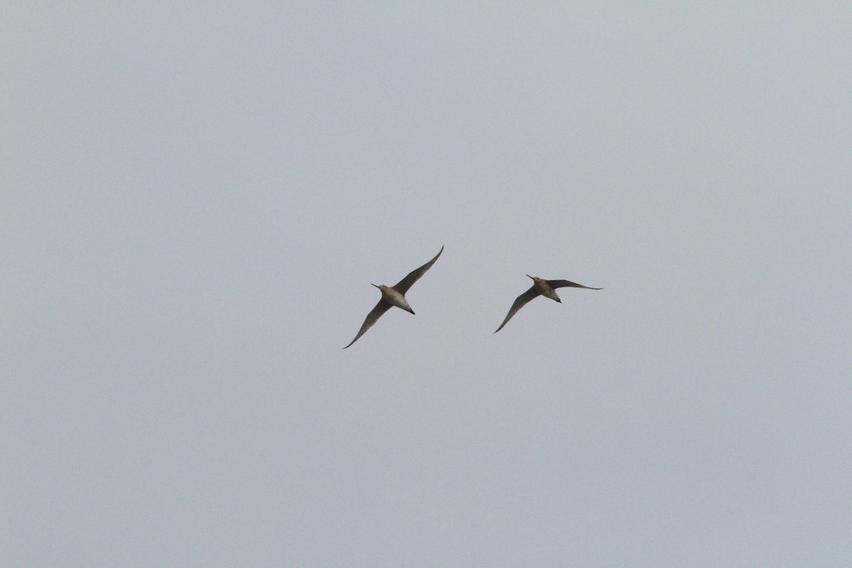 Bar-tailed Godwit - ML572212931