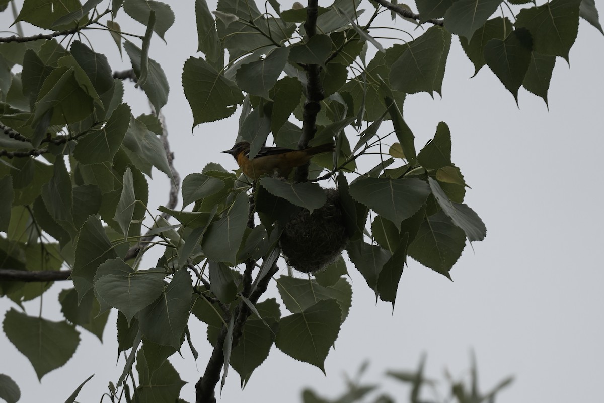 Orchard Oriole - ML572213191