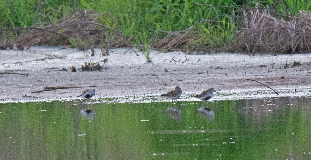 Dunlin - ML572213451