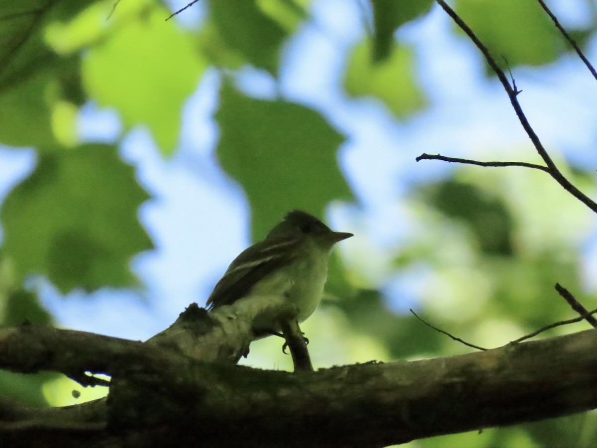 Acadian Flycatcher - Eric Anderson