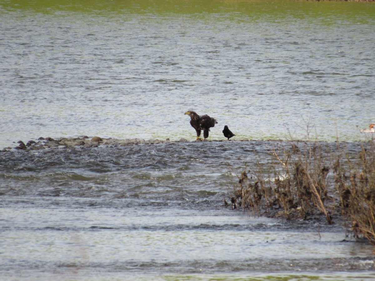 Bald Eagle - ML572213851