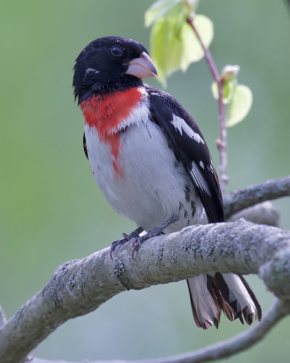 Rose-breasted Grosbeak - Alan Bloom