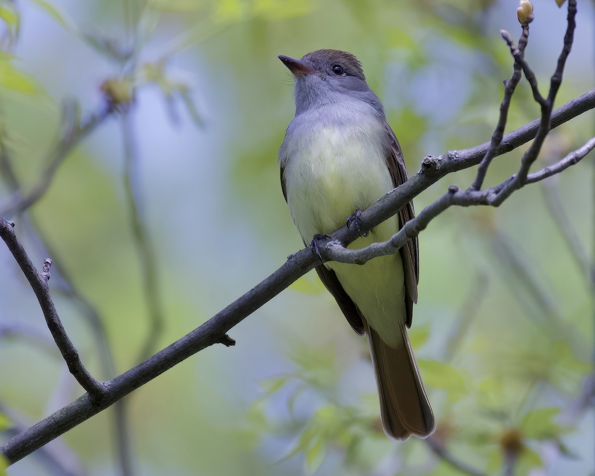 Great Crested Flycatcher - Alan Bloom