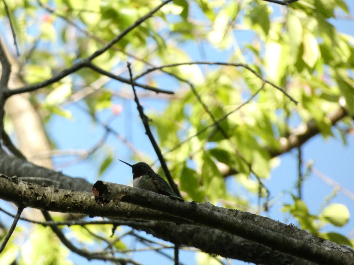 Ruby-throated Hummingbird - ML572214141