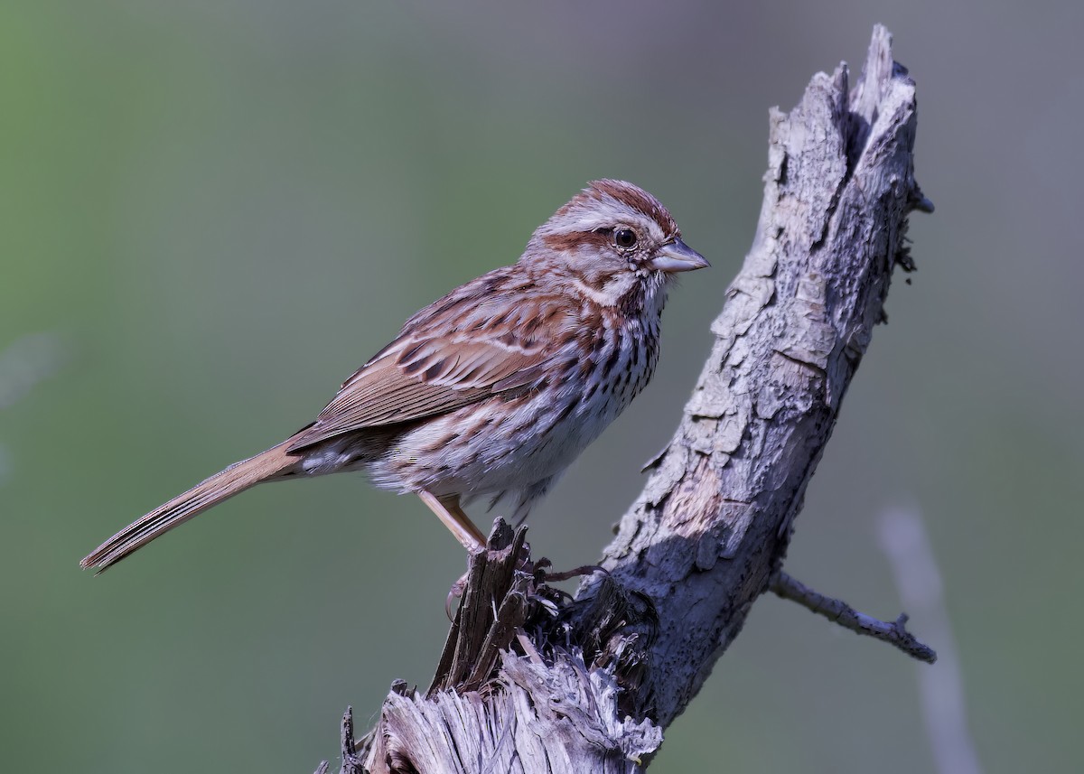 Song Sparrow - Alan Bloom