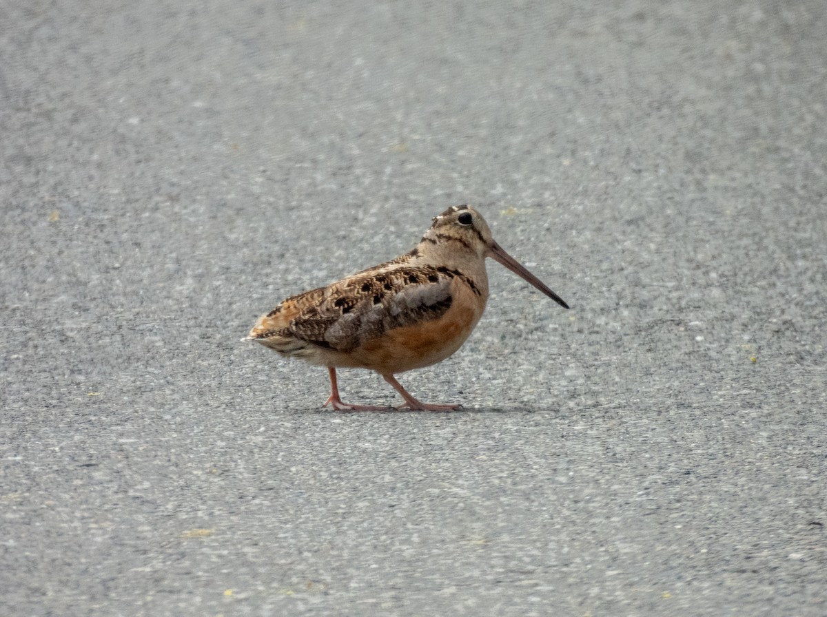 American Woodcock - ML572214881