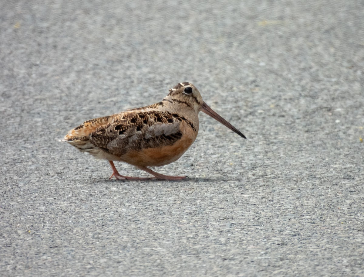 American Woodcock - ML572214891